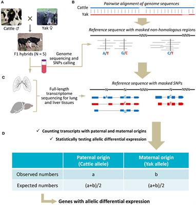 Favoring Expression of Yak Alleles in Interspecies F1 Hybrids of Cattle and Yak Under High-Altitude Environments